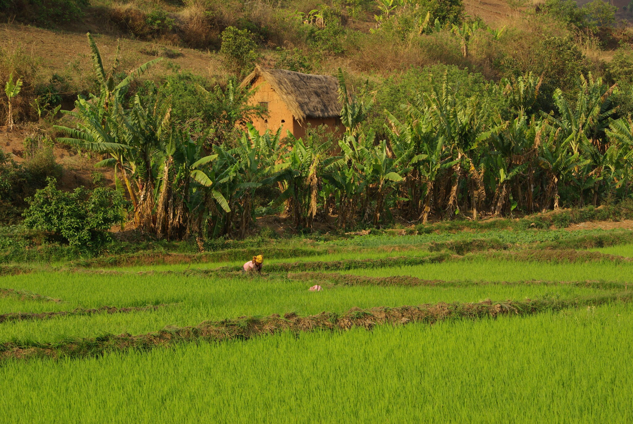 Rizières de Madagascar | Où sont passés les dugongs